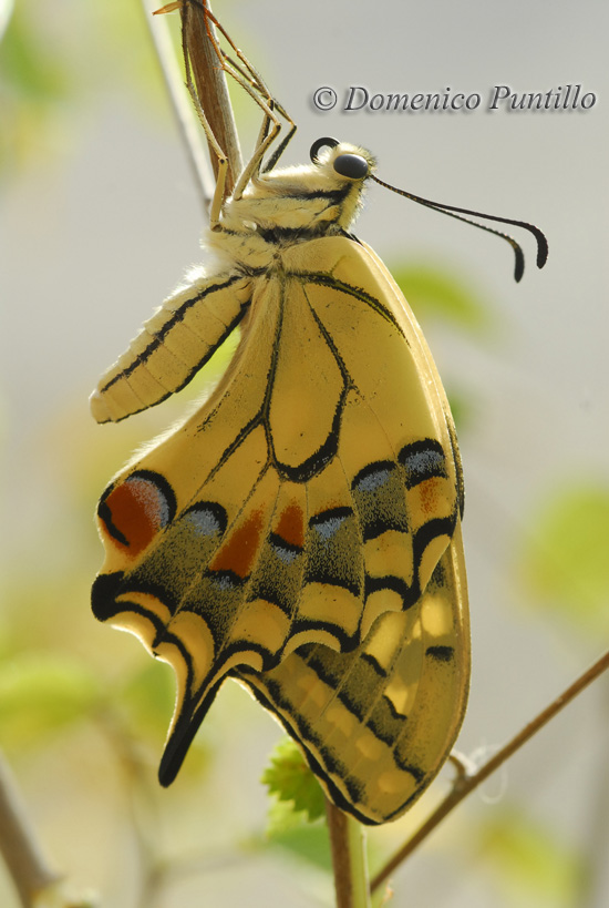 Papilio